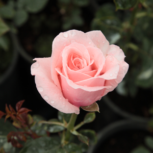 Poзa Марчика - розовая - Чайно-гибридные розы